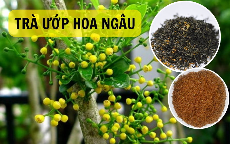 Vườn ươm cây Ngâu tại Cây Xanh Thuận Hoa – nơi cung cấp cây khỏe mạnh, chất lượng cao.