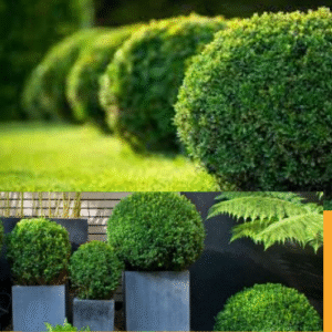 Cây Ngâu tán tròn được trồng làm viền lối đi, tạo không gian xanh mát và gọn gàng cho khuôn viên biệt thự.