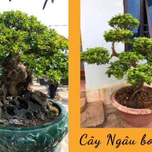 Cây Ngâu tán tròn được sử dụng phổ biến trong các công trình cảnh quan đô thị, công viên và trường học.