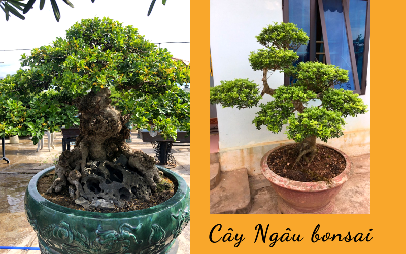 Cây Ngâu tán tròn được sử dụng phổ biến trong các công trình cảnh quan đô thị, công viên và trường học.
