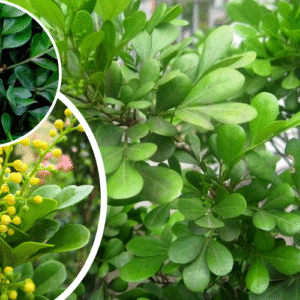 Hoa Ngâu nhỏ, màu vàng nhạt, tỏa hương thơm dịu nhẹ vào sáng sớm và chiều tối.