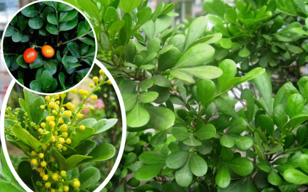 Hoa Ngâu nhỏ, màu vàng nhạt, tỏa hương thơm dịu nhẹ vào sáng sớm và chiều tối.