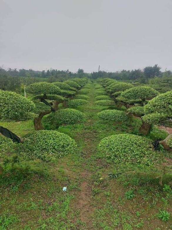 Chậu cây Sanh dáng Long được chăm sóc kỹ lưỡng, sẵn sàng để trưng bày trong không gian sống.
