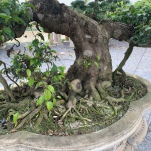Cận cảnh gốc cây Sanh dáng Long được tạo hình đầu rồng với nhiều u bướu, thể hiện sự oai phong.