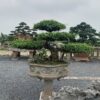 Tán lá xanh mướt của cây Sanh dáng Long, được cắt tỉa cẩn thận tạo hình bàn chân rồng.