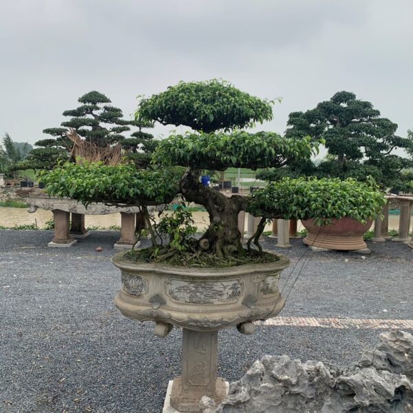 Tán lá xanh mướt của cây Sanh dáng Long, được cắt tỉa cẩn thận tạo hình bàn chân rồng.