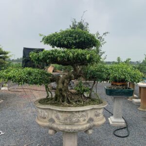 Cây Sanh dáng Long được trồng trong sân vườn biệt thự, tạo điểm nhấn nghệ thuật cho không gian sống.