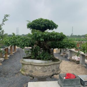 Vườn ươm cây Sanh dáng Long tại Cây Xanh Thuận Hoa – nơi cung cấp cây chất lượng cao.