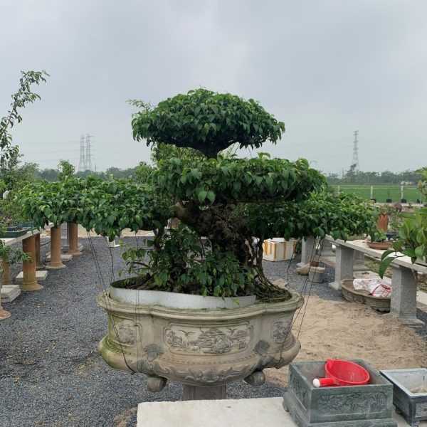 Vườn ươm cây Sanh dáng Long tại Cây Xanh Thuận Hoa – nơi cung cấp cây chất lượng cao.