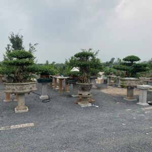 Cây Sanh dáng Long phát triển mạnh mẽ dưới ánh nắng, thích nghi tốt với khí hậu miền Bắc.
