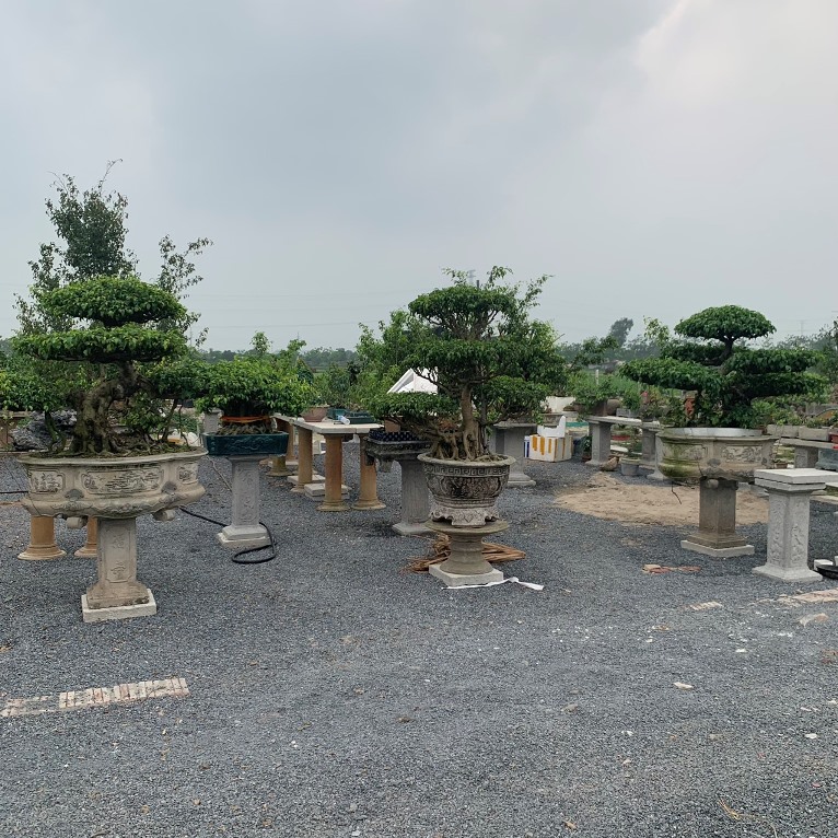 Cây Sanh dáng Long phát triển mạnh mẽ dưới ánh nắng, thích nghi tốt với khí hậu miền Bắc.