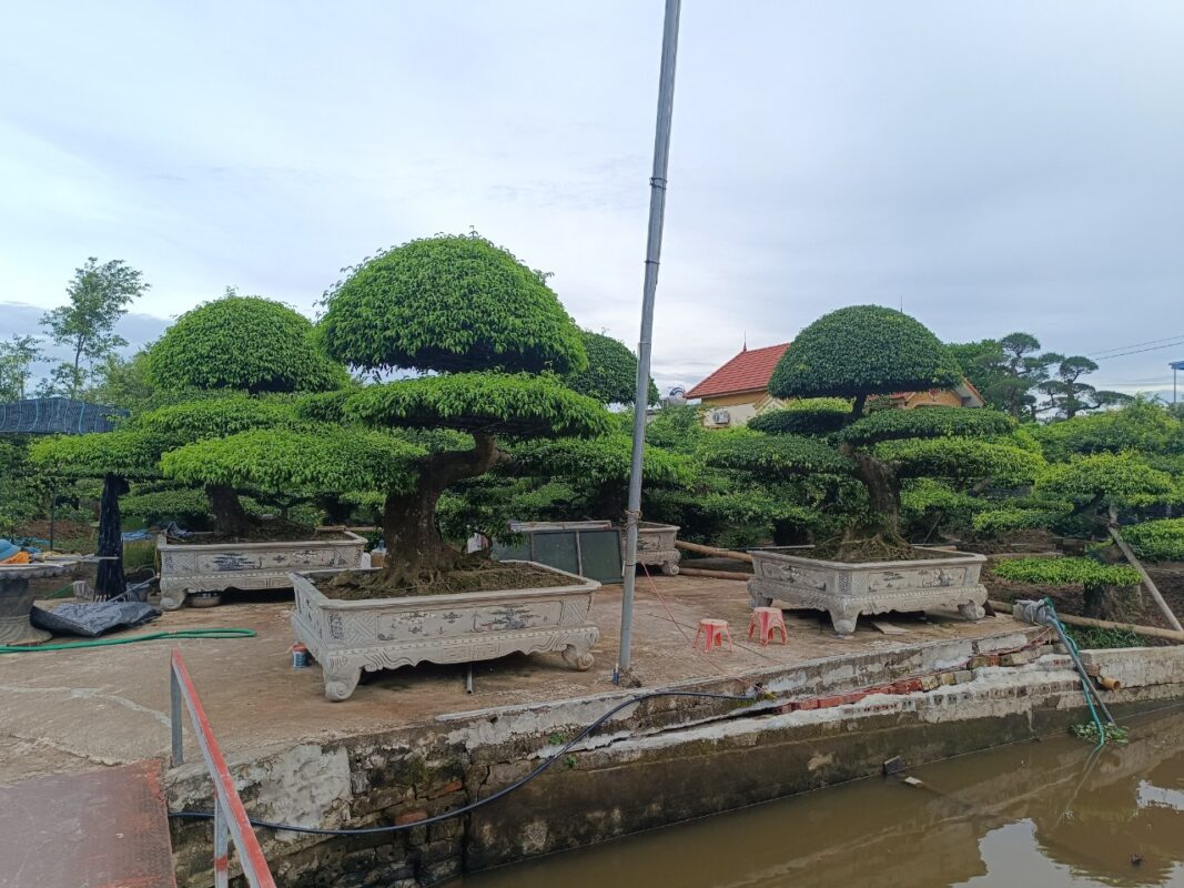 Cây Sanh dáng Long với thân cây uốn lượn, thể hiện sự uyển chuyển và linh hoạt.