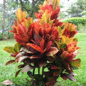 Chậu cây Cô Tòng lá đỏ trang trí nội thất, mang lại sự ấm cúng và sang trọng cho không gian sống.