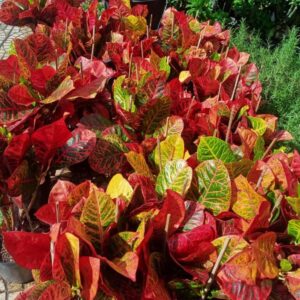 Vườn ươm cây Cô Tòng tại Cây Xanh Thuận Hoa – nơi cung cấp cây khỏe mạnh, chất lượng cao.