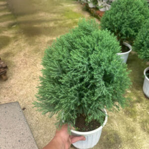 Cây Tùng Bồng Lai để bàn với tán lá xanh mướt, tạo điểm nhấn cho không gian làm việc.
