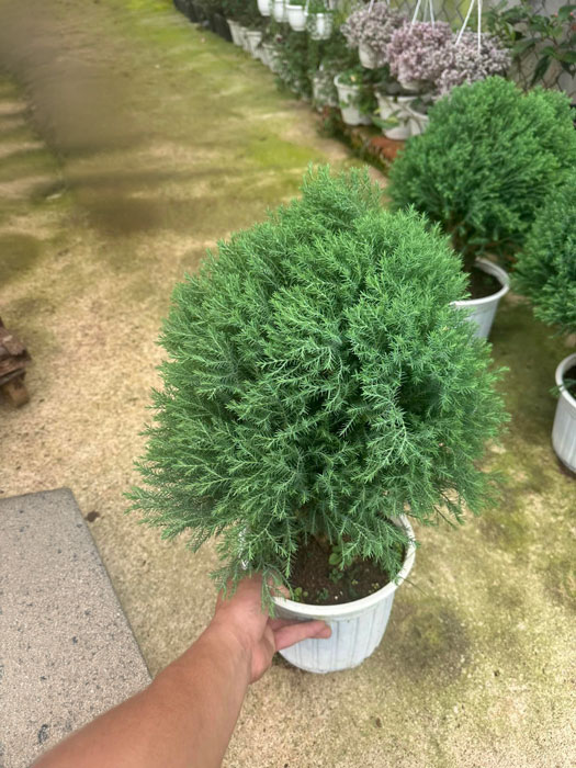 Cây Tùng Bồng Lai để bàn với tán lá xanh mướt, tạo điểm nhấn cho không gian làm việc.