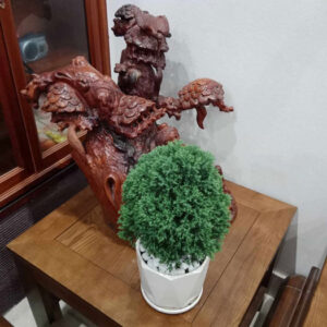 Cây Tùng Bồng Lai trang trí trong phòng khách, mang lại vẻ đẹp tự nhiên và hài hòa.