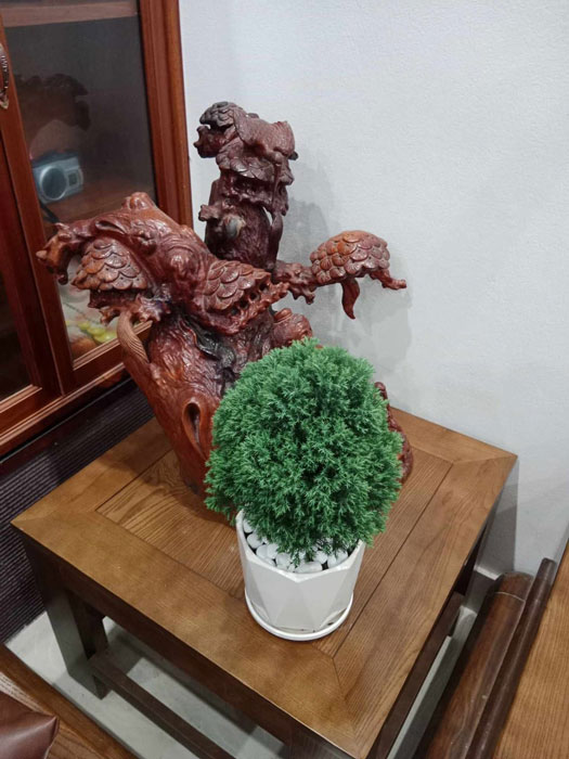 Cây Tùng Bồng Lai trang trí trong phòng khách, mang lại vẻ đẹp tự nhiên và hài hòa.