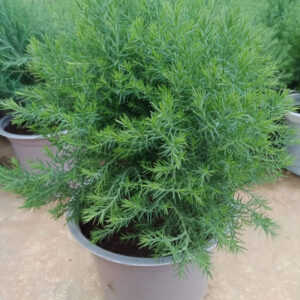Tán lá dày đặc của cây Tùng Bồng Lai, biểu tượng của sự trường thọ và may mắn.