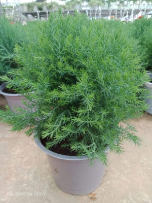 Tán lá dày đặc của cây Tùng Bồng Lai, biểu tượng của sự trường thọ và may mắn.