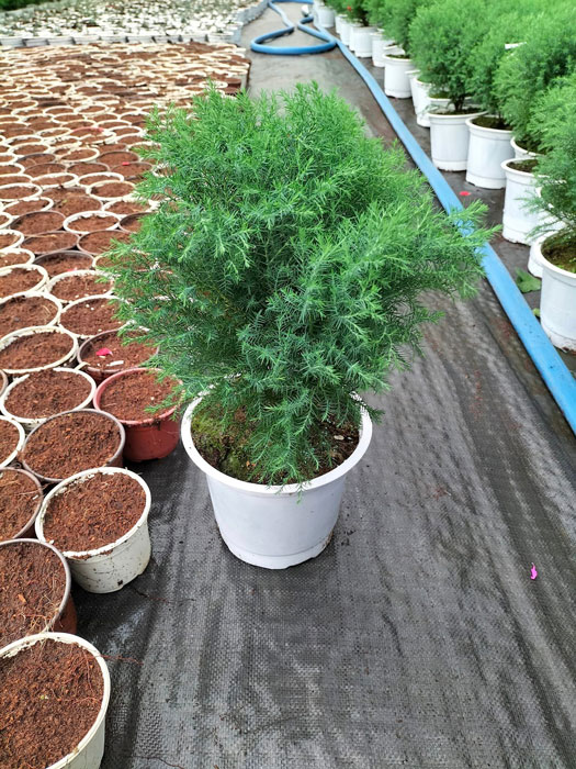 Cây Tùng Bồng Lai phát triển tốt dưới ánh sáng tự nhiên, tạo không gian xanh mát.