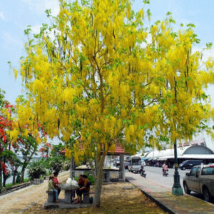 cây muồng hoàng yến