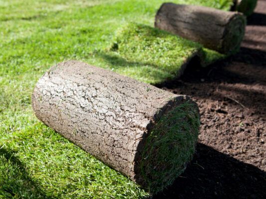 Cỏ Nhung Nhật Giá Rẻ Tại Hà Nội, Bắc Ninh, Bắc Giang – Bán Sỉ & Lẻ, Giao Nhanh