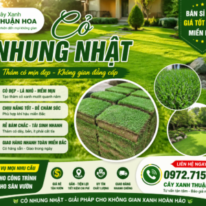 cỏ nhung nhật